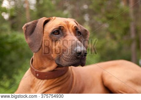 Rhodesian Ridgeback