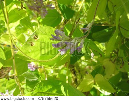 Potato Bean With Flowers, Apios Americana, In The Garden