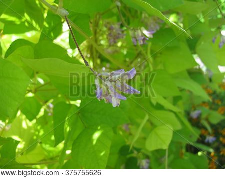 Potato Bean With Flowers, Apios Americana, In The Garden