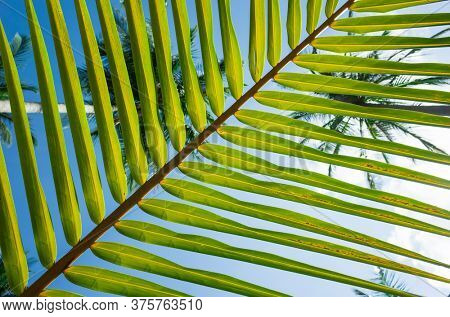 Palm leaf striped background, Green tropical natural lines close-up, Bottom-up view through stripes of palm leaf on blue sky and tops of coconut palms