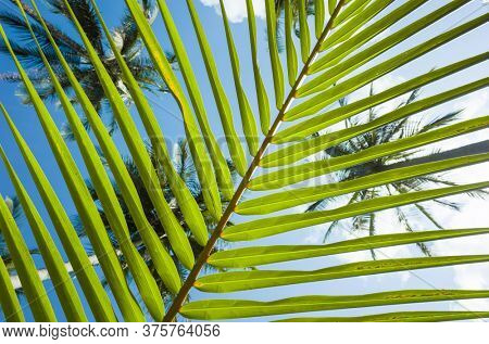 Palm leaf striped background, Green tropical natural lines, Bottom-up view through stripes of palm leaf on blue sky and tops of coconut palms