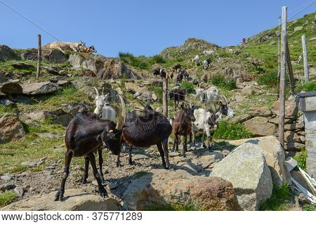 Goats Returning To The Farm From Pastures On Capriasca Valley In Switzerland