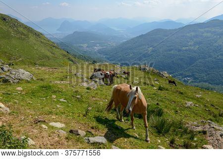 Grazing Horses At A Farm On Capriasca Valley Over Lugano In Switzerland