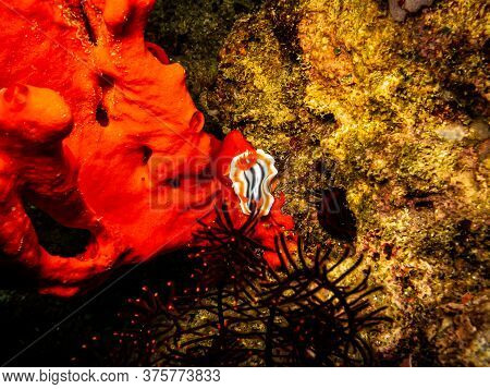 Striped Orange, White And Black Nudibranch Chromodoris Magnifica At A Puerto Galera Reef In The Phil