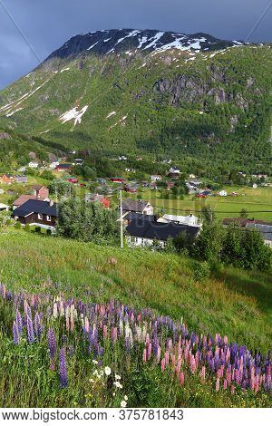 Roldal, Norway. Countryside Landscape With Lupin Flowers In Hordaland Region.