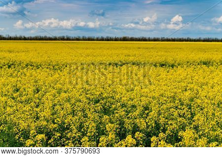 Field Of Bright Yellow Rapeseed In Spring