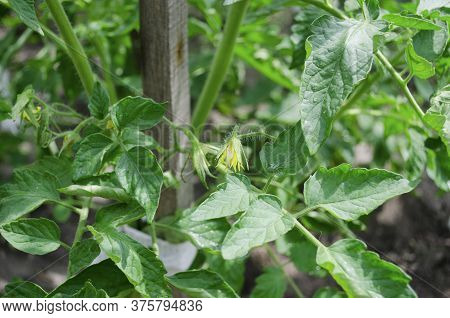 Yellow Flowers, Blooming Tomatoes, Vegetables In The Summer. Bushes Of Well-groomed Tomatoes In The 