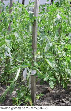 Yellow Flowers, Blooming Tomatoes, Vegetables In The Summer. Bushes Of Well-groomed Tomatoes In The 