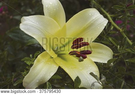 Lilies Are Blooming. Garden Flowers, Yellow Lily, Royal Flower. Rural Life. Summer Beauties Of The G