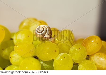 Close-up Of A Small Snail Crawling Over Grapes Quiche Mish