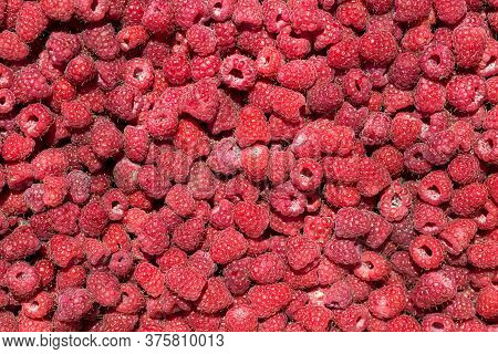 Macro Photo Of Fresh Raspberries. Background Patern Of Sweet Red Raspberries.
