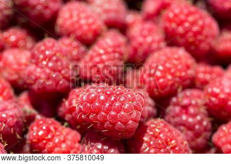 Macro Photo Of Fresh Raspberries. Background Patern Of Sweet Red Raspberries.