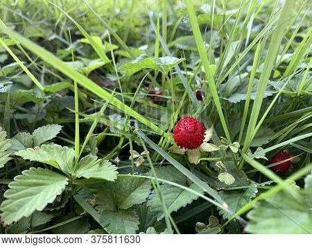 Decorative False Wild Strawberry  Plant (duchesnea Indica) In The Garden