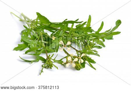 Rocket Or Arugula Eruca Vesicaria Or Brassica Eruca. Plant With Flowers. Isolated