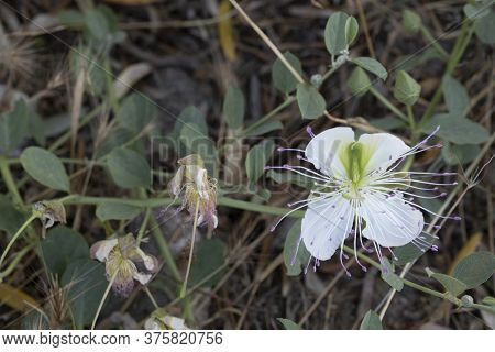 Close-up Shot Of Capparis Sandwichiana White Flower.