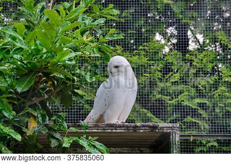 Snowy Owl Sits On A Branch In The Tree And Looks Straight Into The Camera
