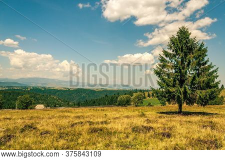 Shot Of A Tree Made In Marisel, Romania