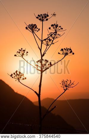 Wild Giant Fennel Plant (ferula Communis) Silhouetted Against The Evening Sun In The Mountains Of Co
