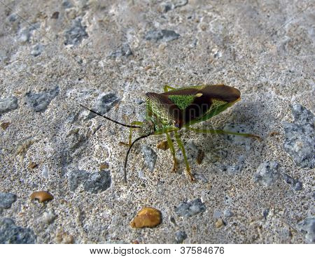 Bug de escudo do espinheiro