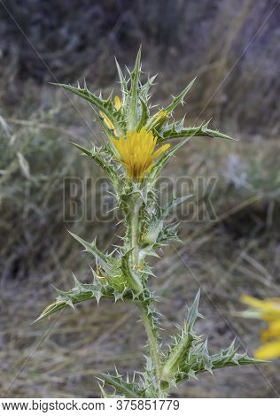 A Spanish Golden-thistle Showing Its Yellow Flowers And Thorny Leaves On A Summer Morning Near Jerus