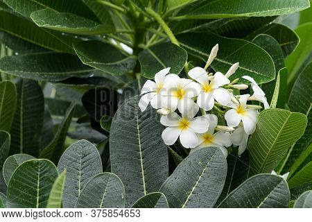 Beautiful White Plumeria Flower With Nature Garden Background.