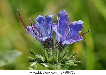 Viper Ochsenzunge Blumen