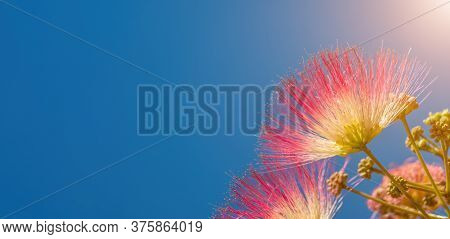Albizia Julibrissin Or Lankaran Acacia Pink Flower On Green Background. Selective Focus Flower Of La