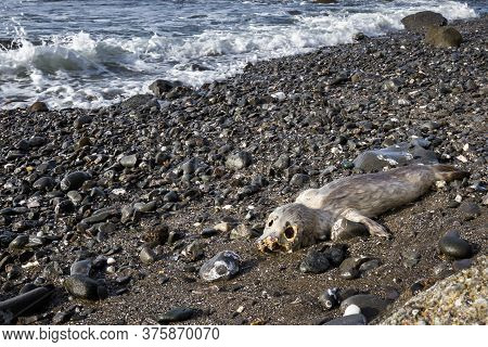Strong Emotional Image Of A Dead Baby Seal