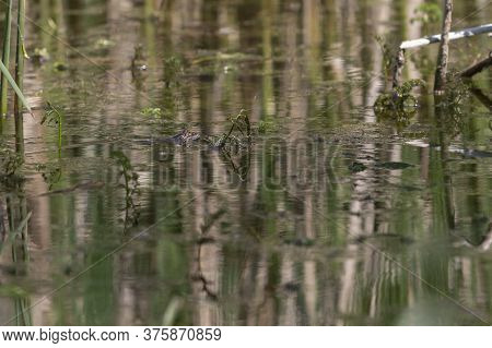 A Frog On The Surface Of A Pond Among Reeds. The Frog's Head And Eyes Can Be Seen.