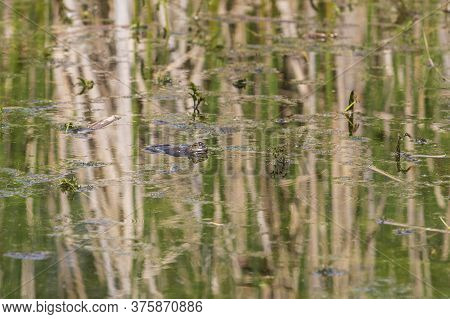 A Frog On The Surface Of A Pond Among Reeds. The Frog's Head And Eyes Can Be Seen.