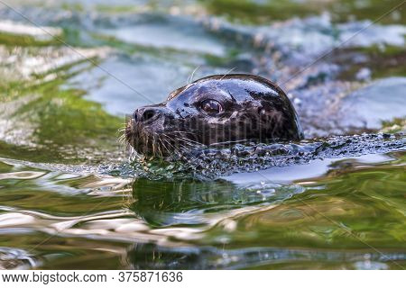 Portrait Of Otariidae Head - Sea Lion In The Water At The Zoo
