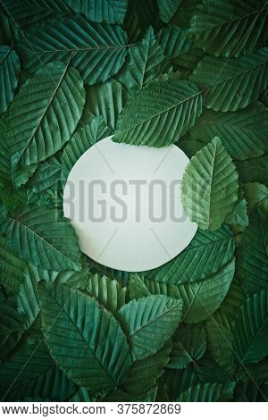 Creative Layout Made Of Hophorn Ironwood Green Leaves. Flat Lay. Nature Background