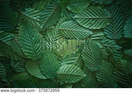 Creative Layout Made Of Hophorn Ironwood Green Leaves. Flat Lay. Nature Background