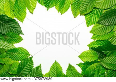 Creative Layout Made Of Hophorn Ironwood Green Leaves. Flat Lay. Nature Background