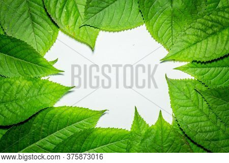 Creative Layout Made Of Hophorn Ironwood Green Leaves. Flat Lay. Nature Background