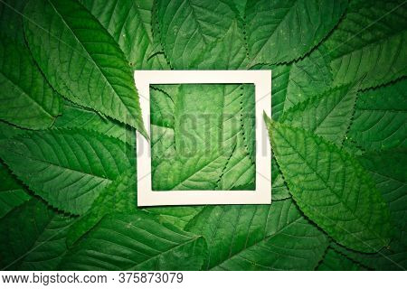 Creative Layout Made Of Hophorn Ironwood Green Leaves. Flat Lay. Nature Background