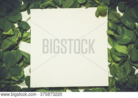 Creative Layout Made Of Clover Green Leaves. Flat Lay. Nature Background