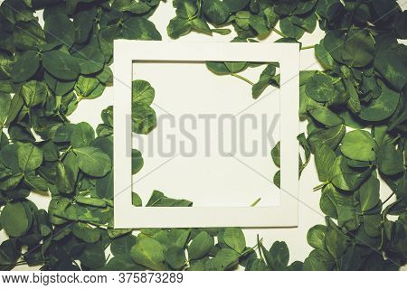 Creative Layout Made Of Clover Green Leaves. Flat Lay. Nature Background