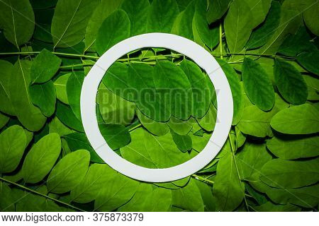 Creative Layout Made Of Acacia Green Leaves. Flat Lay. Nature Background