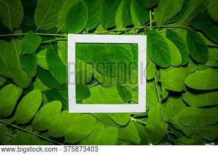 Creative Layout Made Of Acacia Green Leaves. Flat Lay. Nature Background