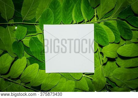 Creative Layout Made Of Acacia Green Leaves. Flat Lay. Nature Background