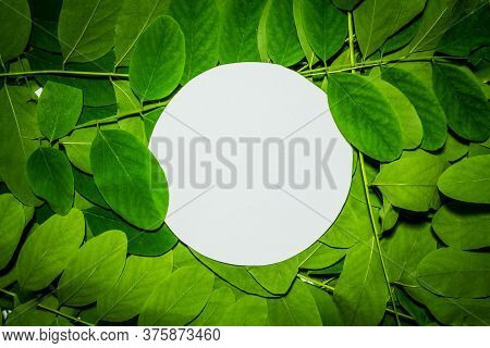 Creative Layout Made Of Acacia Green Leaves. Flat Lay. Nature Background