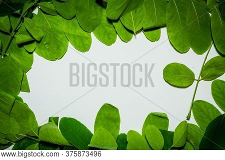 Creative Layout Made Of Acacia Green Leaves. Flat Lay. Nature Background