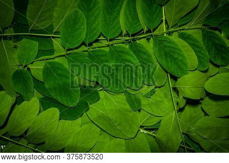 Creative Layout Made Of Acacia Green Leaves. Flat Lay. Nature Background