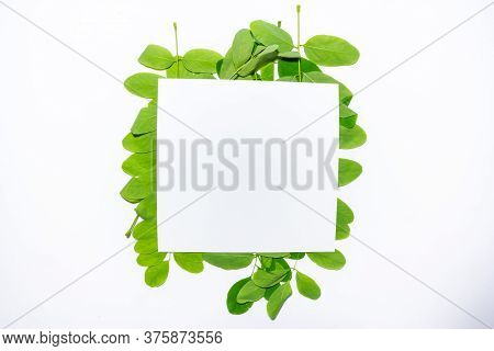 Creative Layout Made Of Acacia Green Leaves. Flat Lay. Nature Background