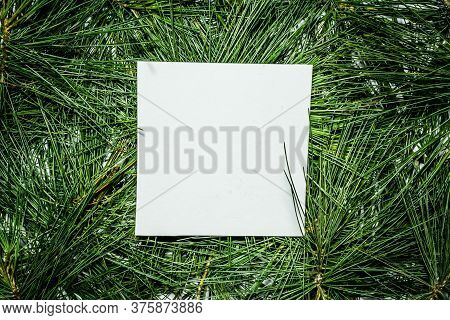 Creative Layout Made Of Green Pine Leaves. Flat Lay. Nature Background