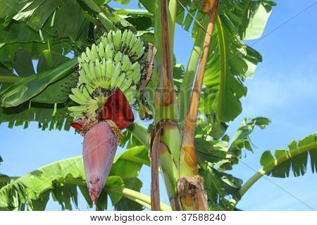 Banan blomst og buket