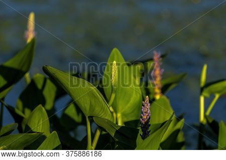 Pickerel weed flower - Pontederia cordata. Natural scene from Wisconsin