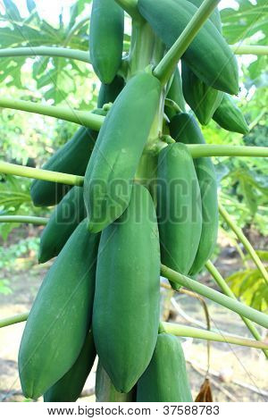 Papaya på træet