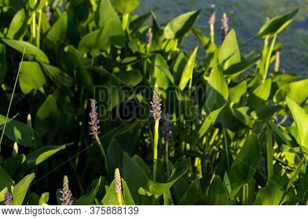 Pickerel weed flower - Pontederia cordata. Natural scene from Wisconsin